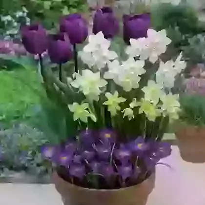 The Mauve, White & Yellow Collection